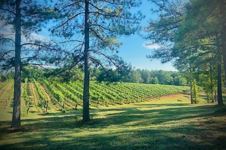 Half-Day Private Wine Tour from Asheville: Three Vineyards in the Blue Ridge Foothills photo 3