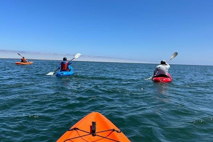 Seal Kayaking at Pelican Point — Walvis Bay Wildlife Paddle & Salt Pan Views photo 6