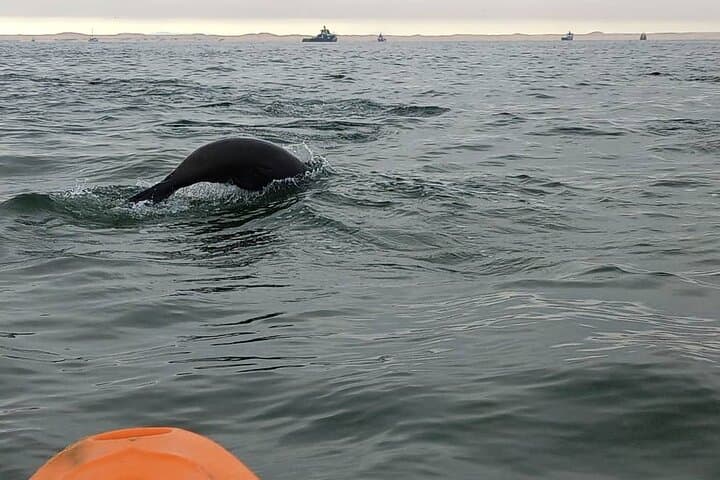 Seal Kayaking and Sandwich Harbour: Walvis Bay Kayak & Dune Drive photo 3