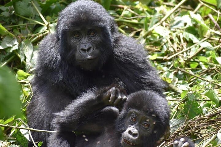 3-Day Budget Gorilla Trekking Safari in Bwindi Impenetrable, Uganda photo 2