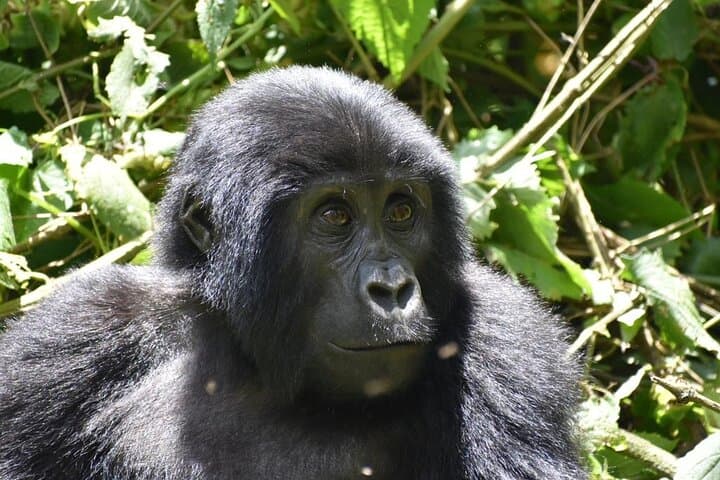 3-Day Budget Gorilla Trekking Safari in Bwindi Impenetrable, Uganda photo 3