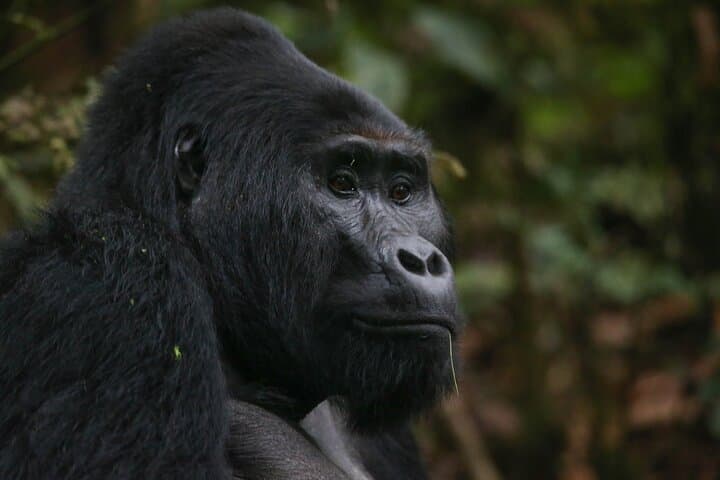 Classic Rwanda Safari: 10-Day Gorilla, Chimp & Lake Kivu Adventure