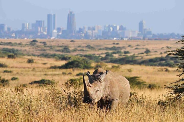 9-Day Kenya Wild Safari and Diani Beach Tour — Maasai Mara, Nakuru & Naivasha photo 4