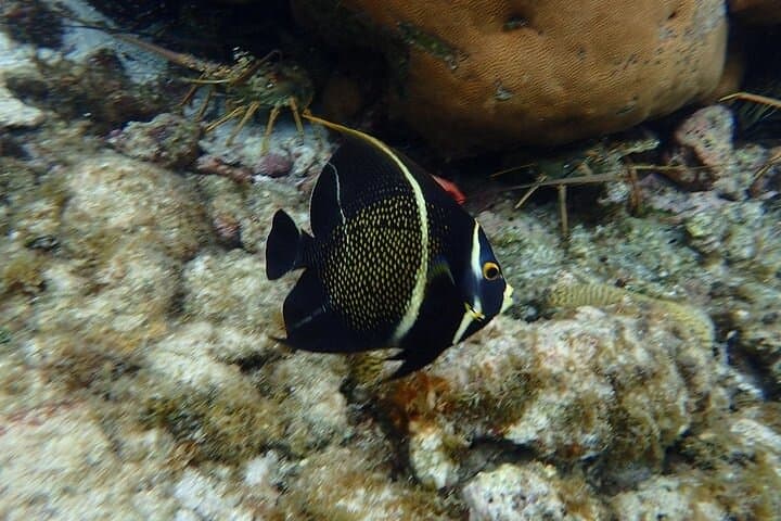 3-Stop Snorkel Hopping and Beach Tour — Roatán's Best Reefs photo 2