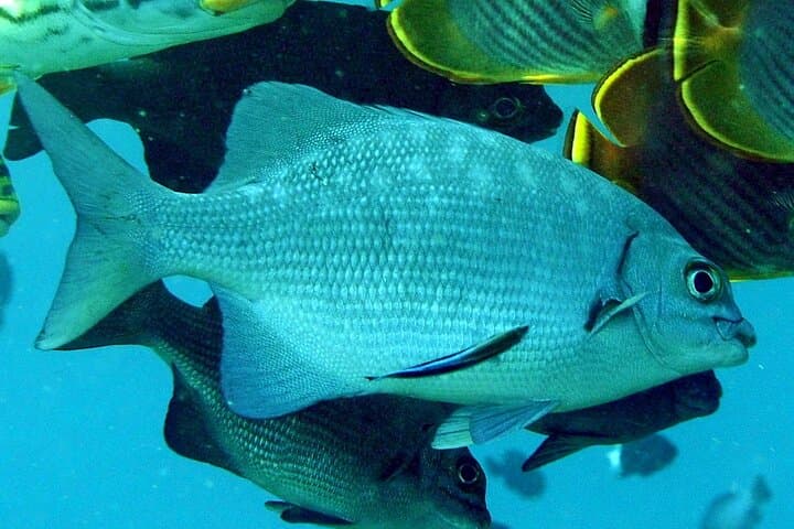 3-Stop Snorkel Hopping and Beach Tour — Roatán's Best Reefs photo 3