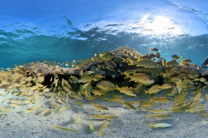 3-Stop Snorkel Hopping and Beach Tour — Roatán's Best Reefs photo 4