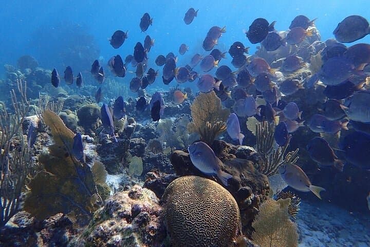 3-Stop Snorkel Hopping and Beach Tour — Roatán's Best Reefs photo 6