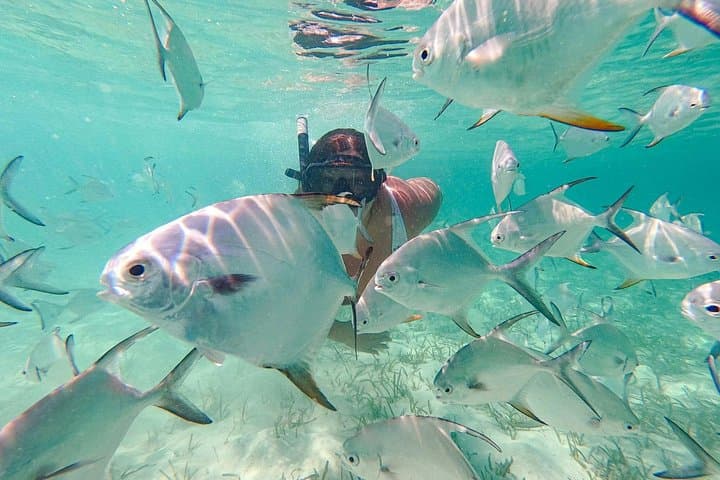Punta Cana Coral Reef Restoration and Snorkelling Experience: Hands-On Coral Gardening photo 1