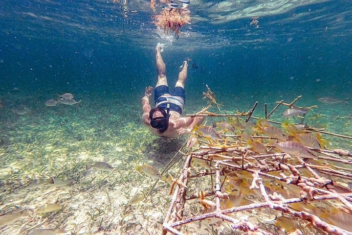 Punta Cana Coral Reef Restoration and Snorkelling Experience: Hands-On Coral Gardening photo 4