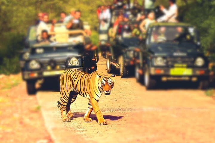 Ranthambore Tiger Safari: Day Trip from Jaipur to See Bengal Tigers in the Wild photo 4