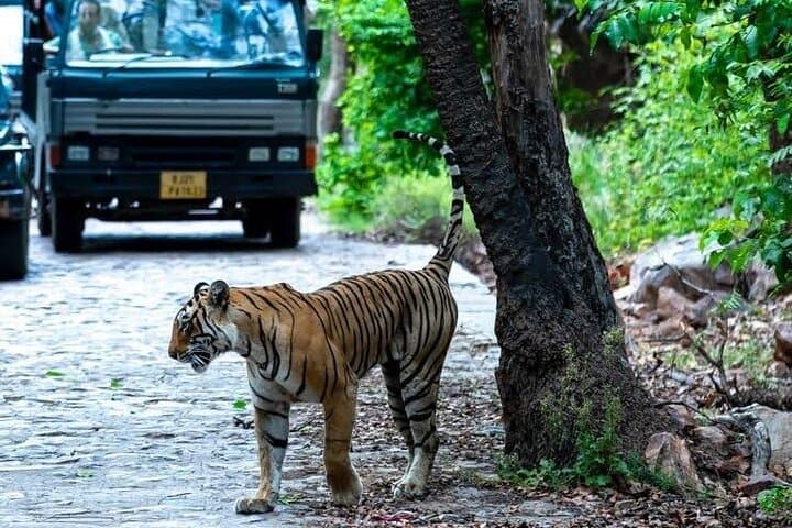 Ranthambore Tiger Safari: Day Trip from Jaipur to See Bengal Tigers in the Wild photo 5