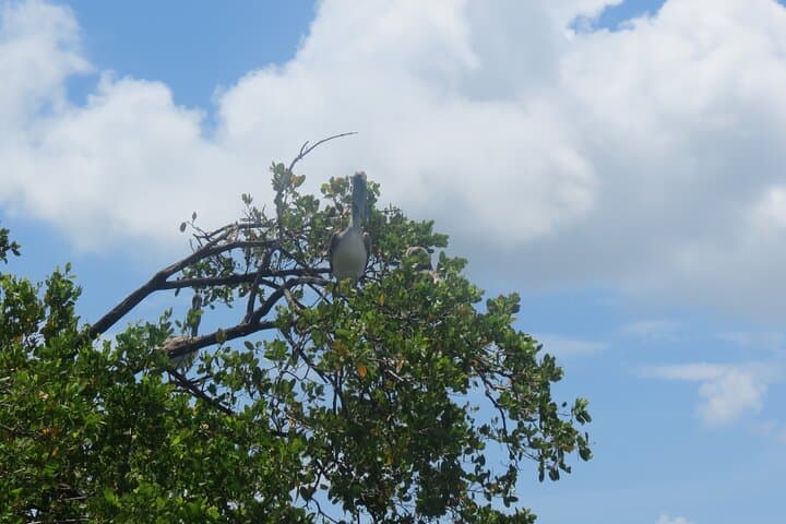 Kayak Eco-Tourism in Miami Bay: Paddle with Dolphins and Manatees photo 6