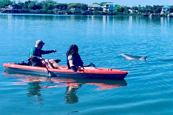 St. Augustine Dolphin, Manatee & Sea Turtle Kayak Adventure photo 3
