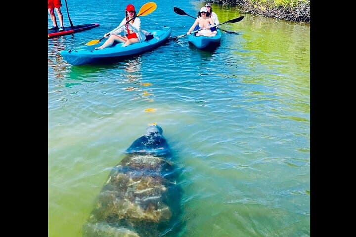 St. Augustine Dolphin, Manatee & Sea Turtle Kayak Adventure photo 2