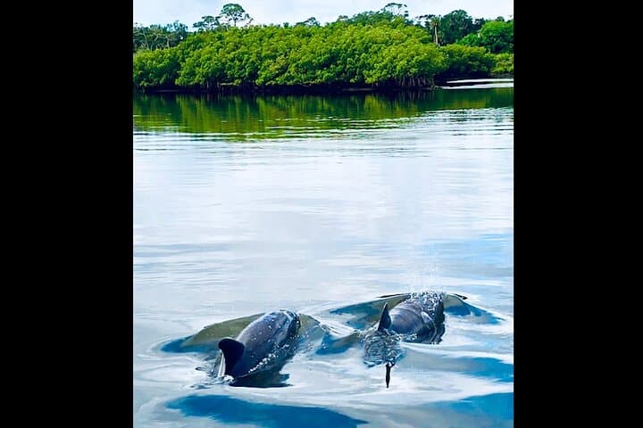 St. Augustine Dolphin, Manatee & Sea Turtle Kayak Adventure photo 6