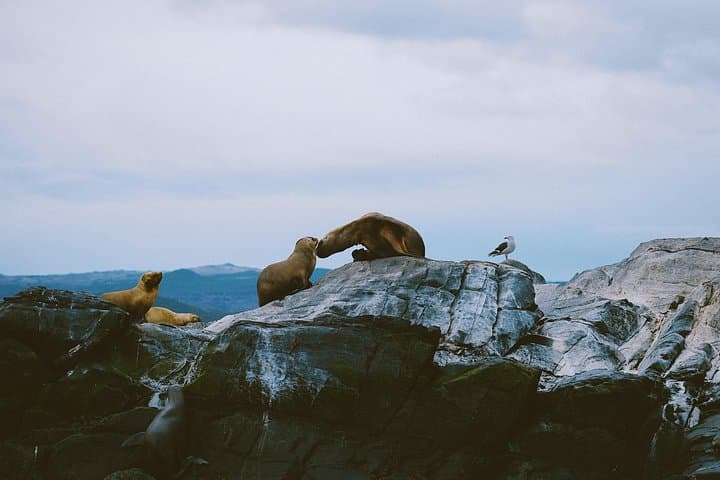 Beagle Channel Cruise to Les Eclaireurs Lighthouse: Bird & Sea Lion Viewing from Ushuaia photo 4