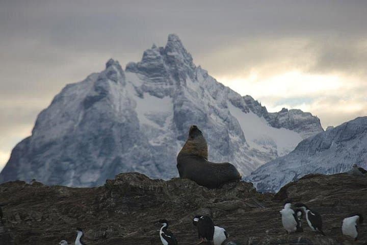 Beagle Channel Cruise to Les Eclaireurs Lighthouse: Bird & Sea Lion Viewing from Ushuaia photo 3