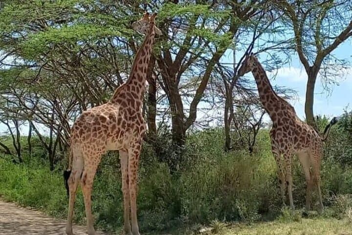 Giraffe Centre and Bomas of Kenya Day Tour from Nairobi photo 4