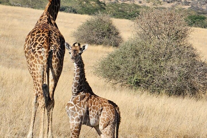 Giraffe Centre and Bomas of Kenya Day Tour from Nairobi photo 5