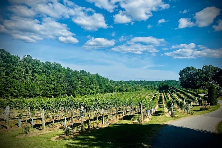 Half-Day Private Wine Tour from Asheville: Three Vineyards in the Blue Ridge Foothills photo 6