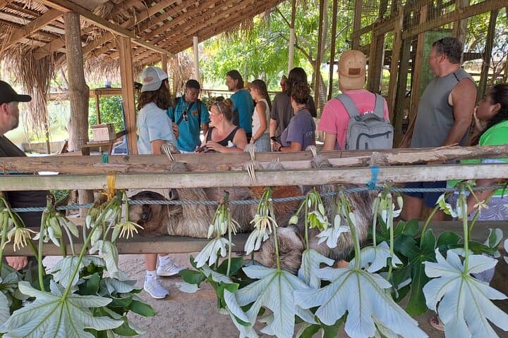 Roatán Monkey & Sloth Sanctuary Tour with Rum, Chocolate and City Highlights photo 2