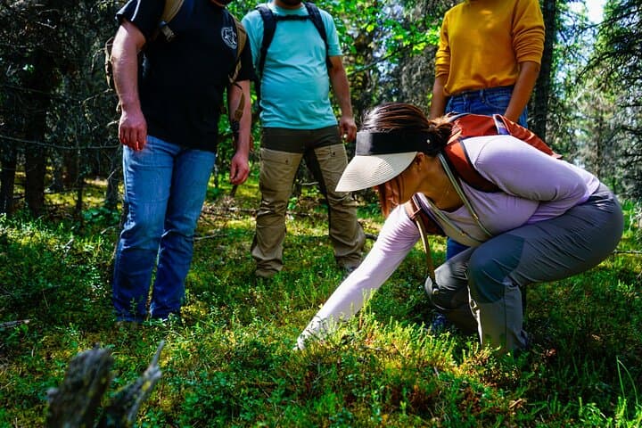 Denali Off-Trail Hiking: Foraging, Wildlife & Boreal Forest Walk with a Naturalist