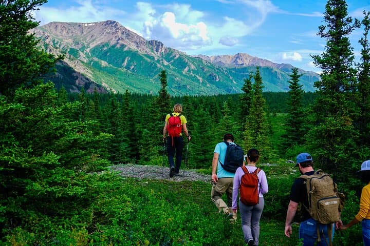 Denali Off-Trail Hiking: Foraging, Wildlife & Boreal Forest Walk with a Naturalist photo 5