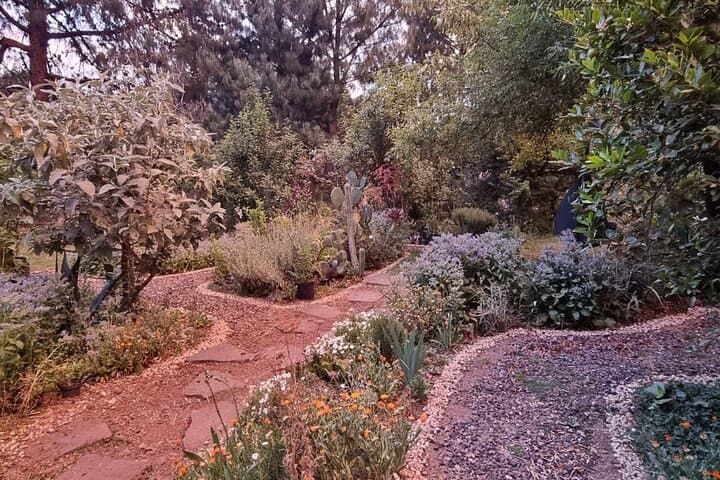 Forage & Learn at the Urban Orchard in Desierto de los Leones photo 2