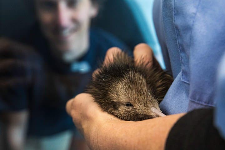 Inside New Zealand's National Kiwi Hatchery: Kiwi Encounter Guided Tour