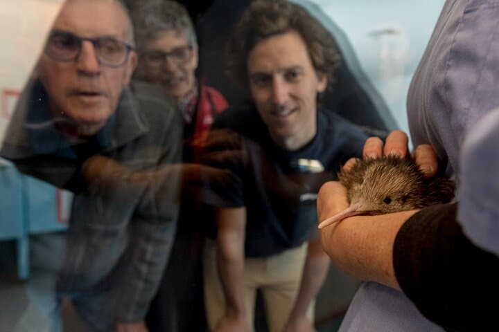 Inside New Zealand's National Kiwi Hatchery: Kiwi Encounter Guided Tour photo 2