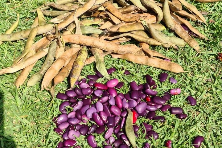 Forage & Learn at the Urban Orchard in Desierto de los Leones photo 6