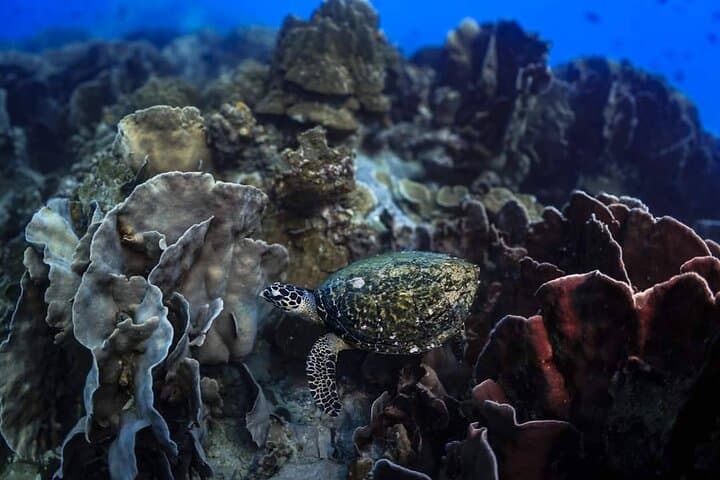 Private Snorkeling Trip at Koh Kood: Explore Coral Reefs & Tropical Fish photo 3