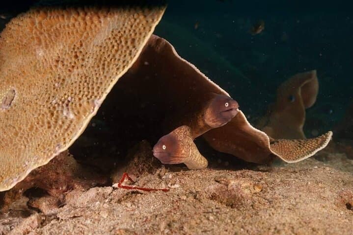 Private Snorkeling Trip at Koh Kood: Explore Coral Reefs & Tropical Fish photo 4