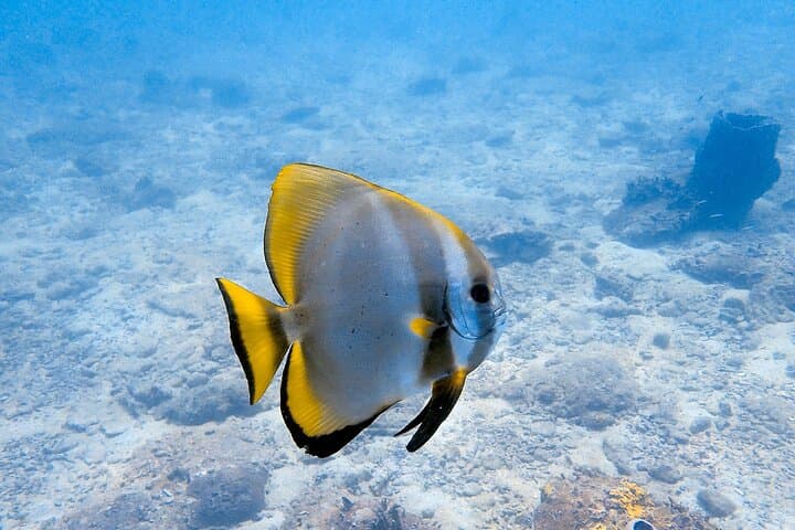 Private Snorkeling Trip at Koh Kood: Explore Coral Reefs & Tropical Fish photo 5