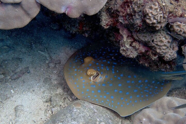 Private Snorkeling Trip at Koh Kood: Explore Coral Reefs & Tropical Fish photo 6