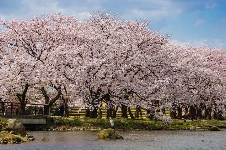 Private Custom Toyama Full-Day Tour: Museums, Bays & Local Culture photo 3