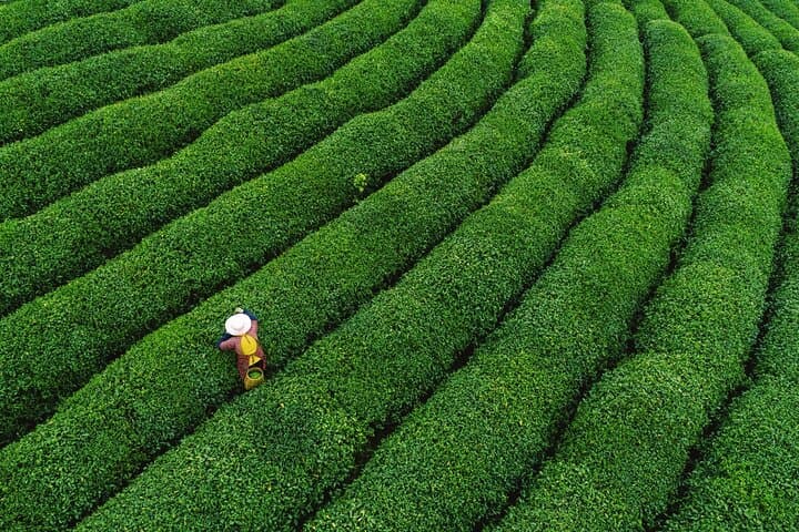 Hangzhou Dragon Well Tea Tour & West Lake Cruise — Private Day Trip photo 1