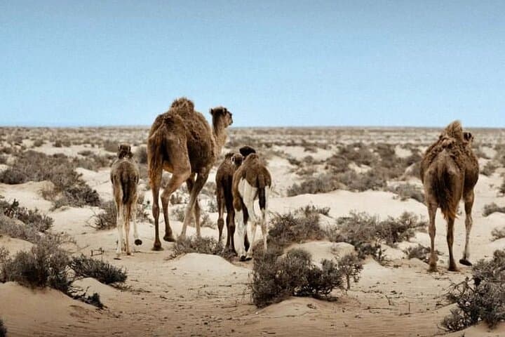 4-Day Private Marrakech to Fes Desert Tour via Erg Chebbi photo 2