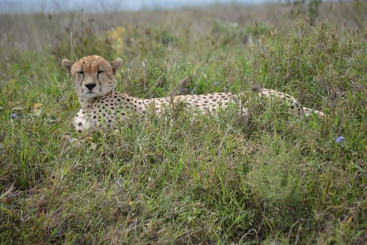 4-Day Great Migration Safari: Serengeti & Ngorongoro Camping Adventure photo 6