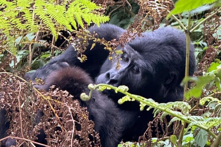 3-Day Budget Gorilla Trekking Safari in Bwindi Impenetrable, Uganda