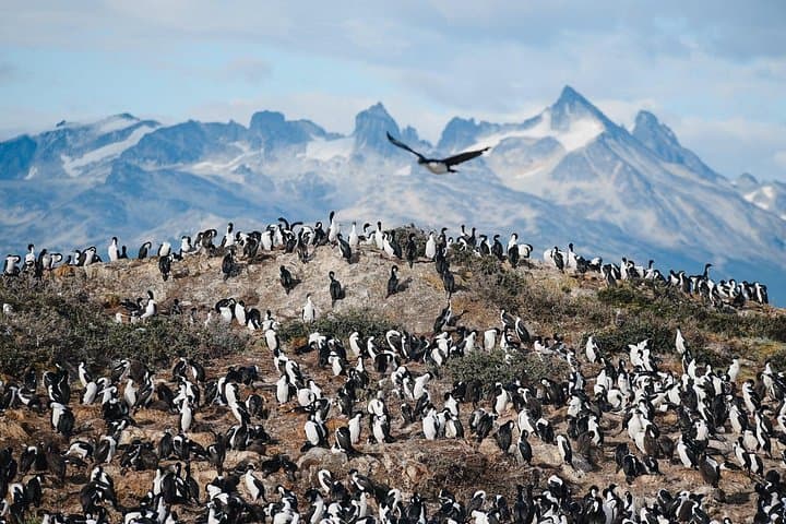 Walk with Penguins on Martillo Island — Wildlife Walk from Ushuaia photo 5