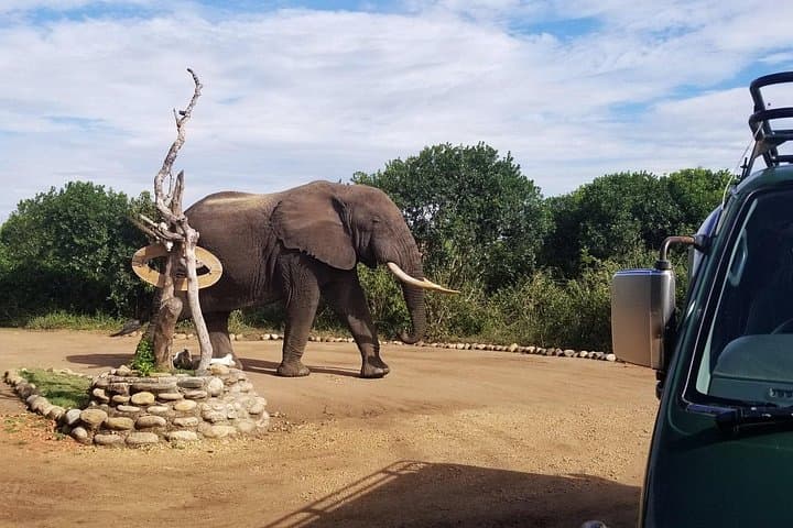 5-Day Chimpanzee Trekking and Big 5 Safari in Uganda: Kibale & Queen Elizabeth