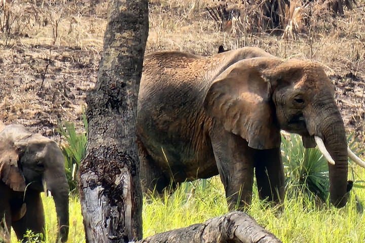 Murchison Falls Private 3-Day Wildlife Safari: Rhinos, Nile Cruise & Powerful Falls photo 4