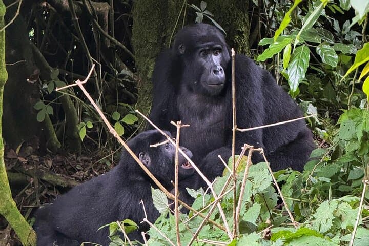 7-Day Uganda Primates and Wildlife Safari — Gorillas, Chimps & Golden Monkeys photo 2