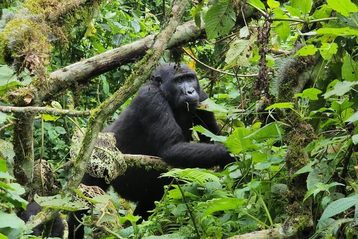 7-Day Uganda Primates and Wildlife Safari — Gorillas, Chimps & Golden Monkeys photo 1