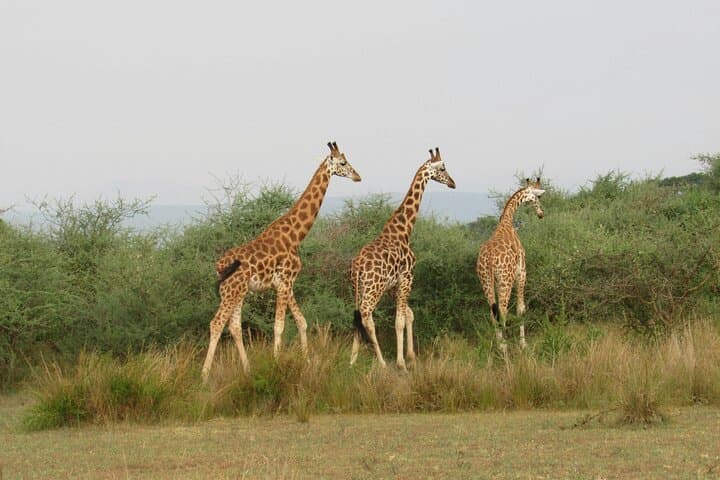 7-Day Uganda Primates and Wildlife Safari — Gorillas, Chimps & Golden Monkeys photo 3