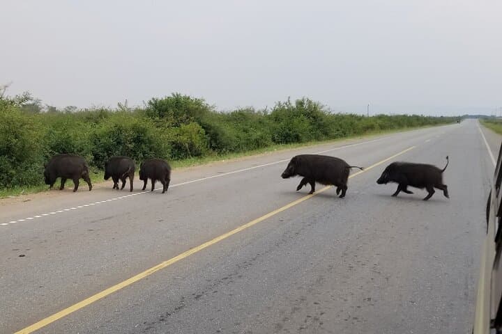 7-Day Uganda Primates and Wildlife Safari — Gorillas, Chimps & Golden Monkeys photo 4