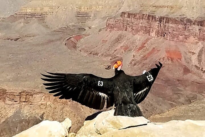 Grand Canyon South Rim Sunset Tour with Dinner — Desert View Drive Highlights photo 4