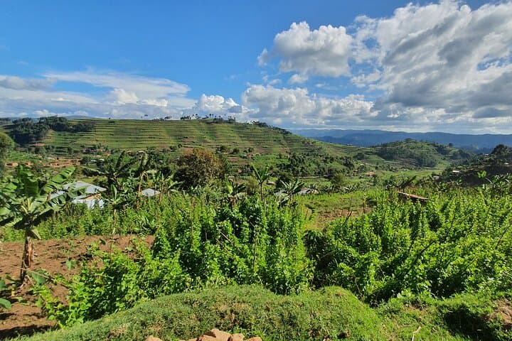 3-Day Gorilla Tracking in Bwindi National Park — Uganda Mountain Gorilla Safari photo 4