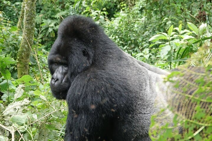 3-Day Gorilla Tracking in Bwindi National Park — Uganda Mountain Gorilla Safari photo 6